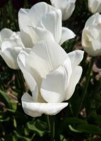 Tulip Triumph Royal Virgin